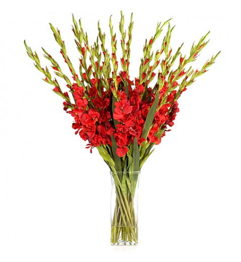 Red Gladiolus Bouquet